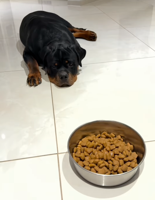 Äter din hund gärna sitt torrfoder?