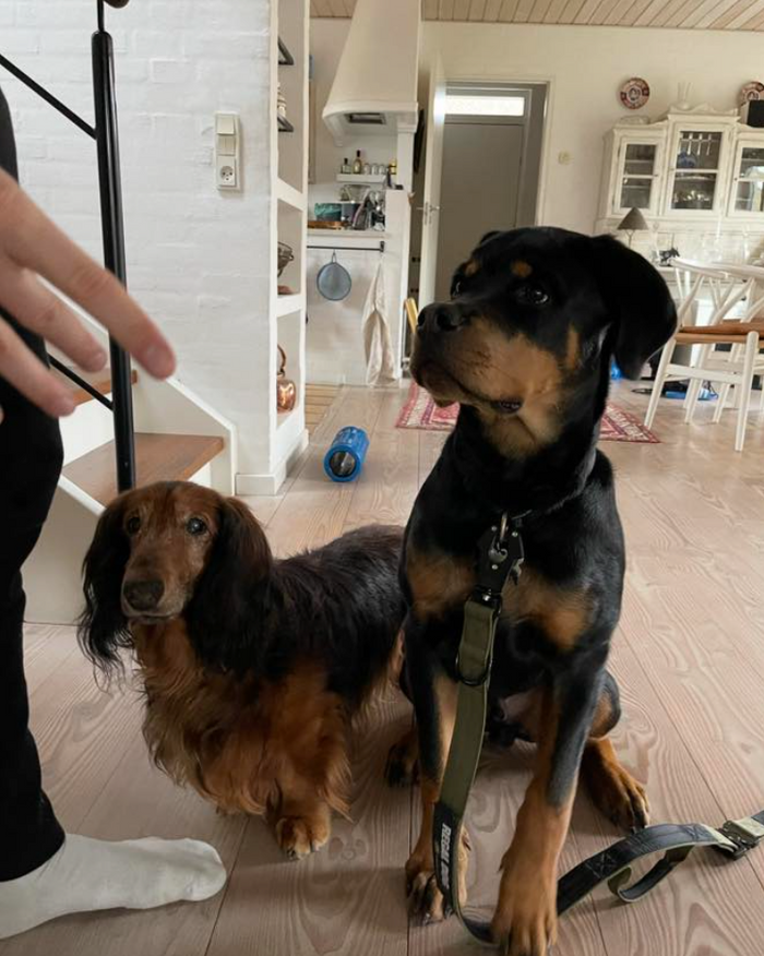 Två hundar tillsammans hemma vid soffan