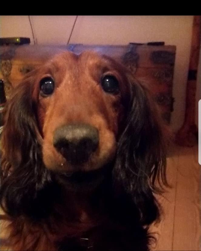 Hugo, en av hundarna kring Avlskovgaard